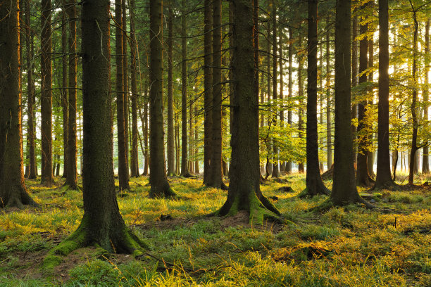 spruce