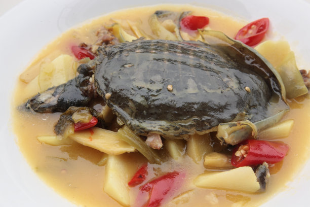 turtle