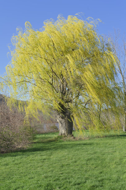 willow
