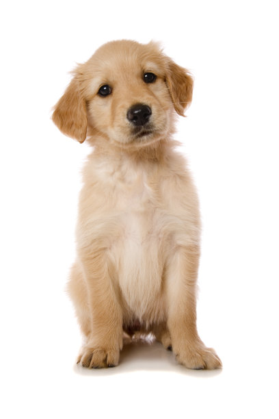 puppy