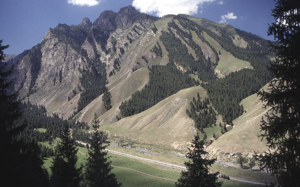 新疆高山松林