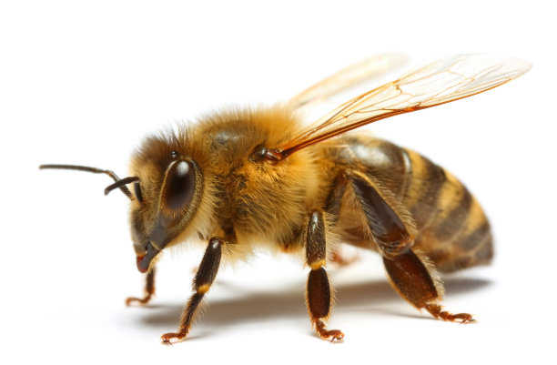 entomology