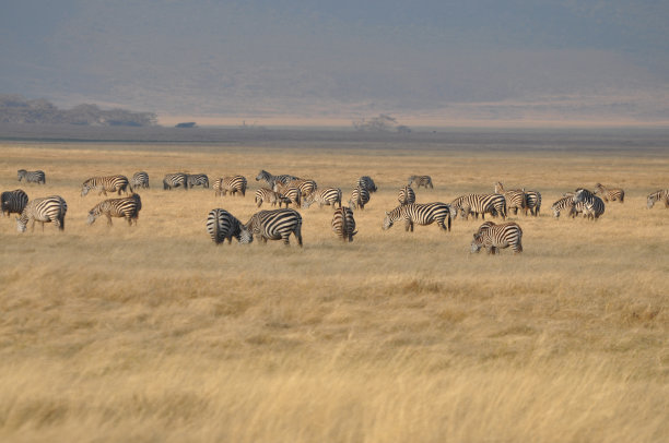ngorongoro