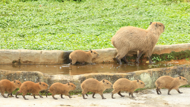 capybara