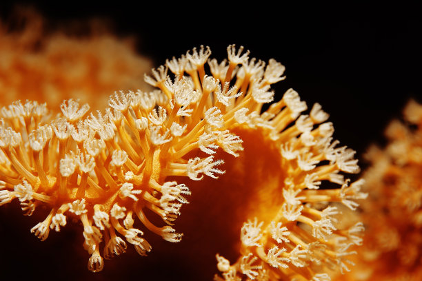 corals