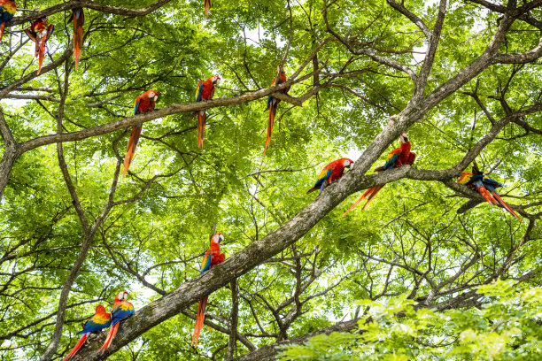 parrots