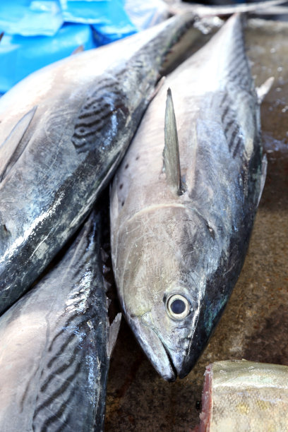tuna