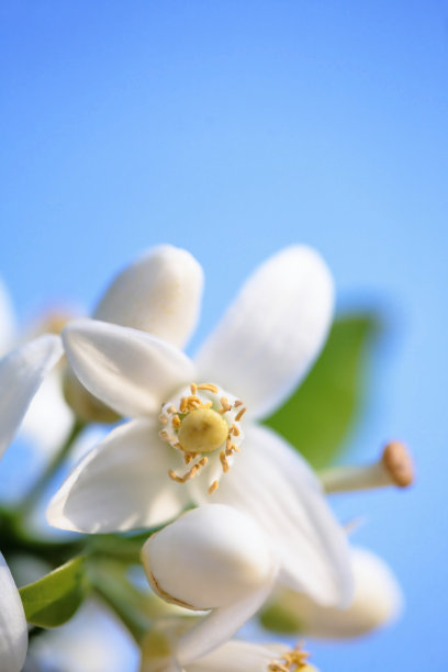 春天百花盛开万物复苏