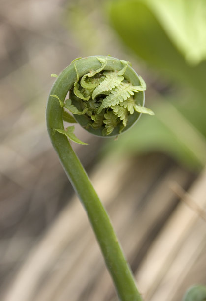 fiddlehead