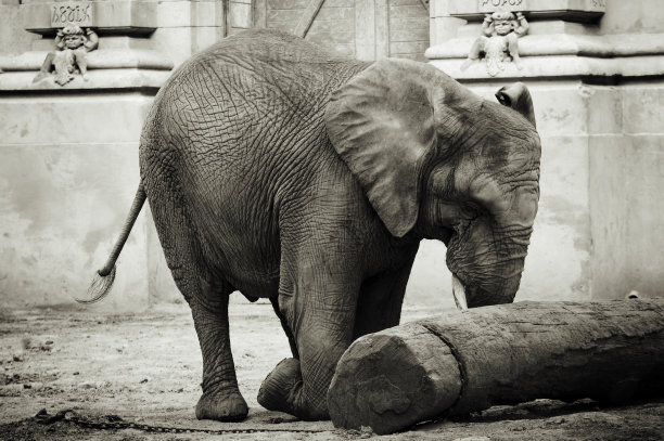 动物皮纹压纹肌理纹