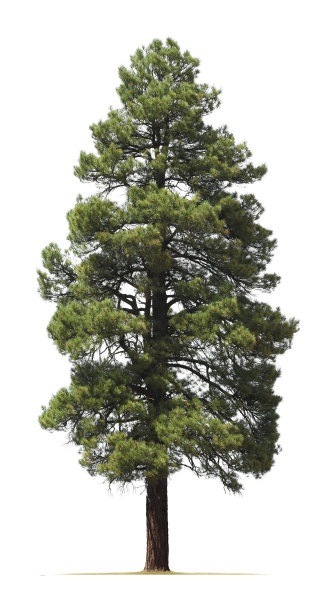 pinus