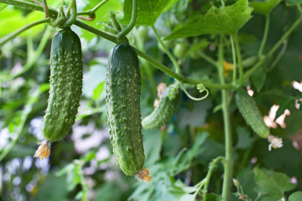 cucumber