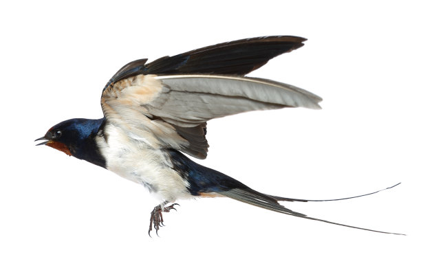 avian