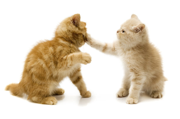 fighting