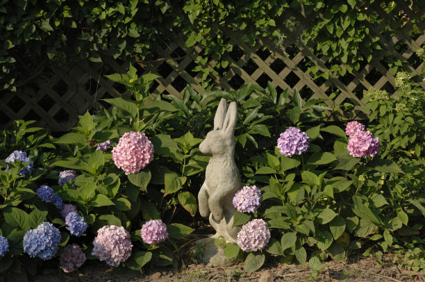 花园小兔