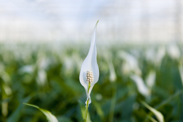 araceae