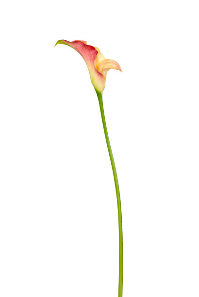 zantedeschia