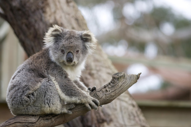 koala