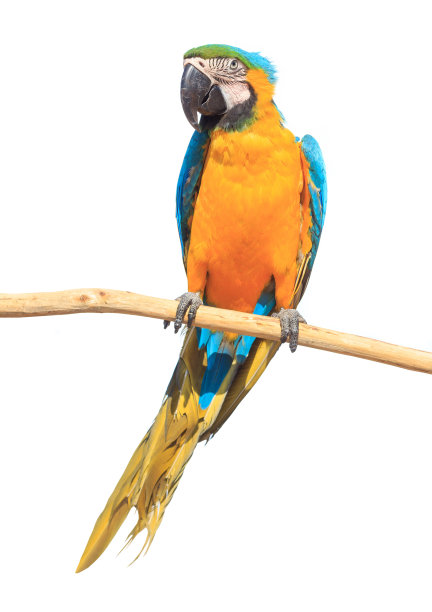 parrots