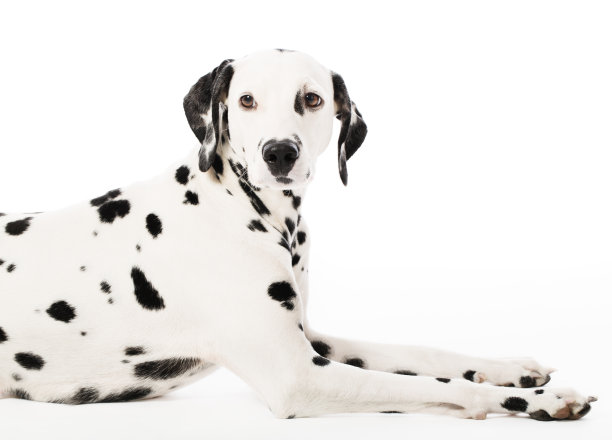 dalmatian