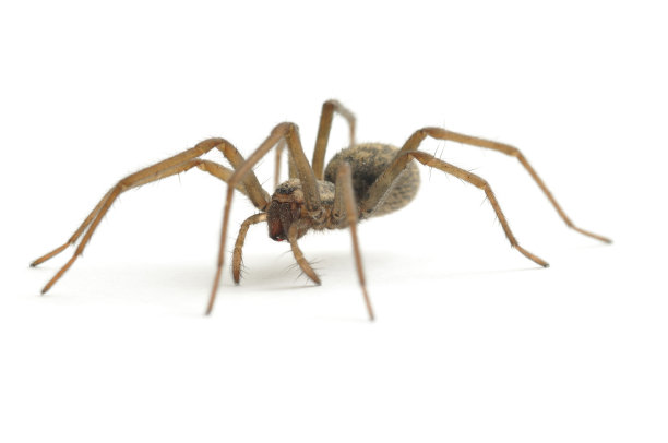 araneae