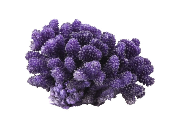 corals