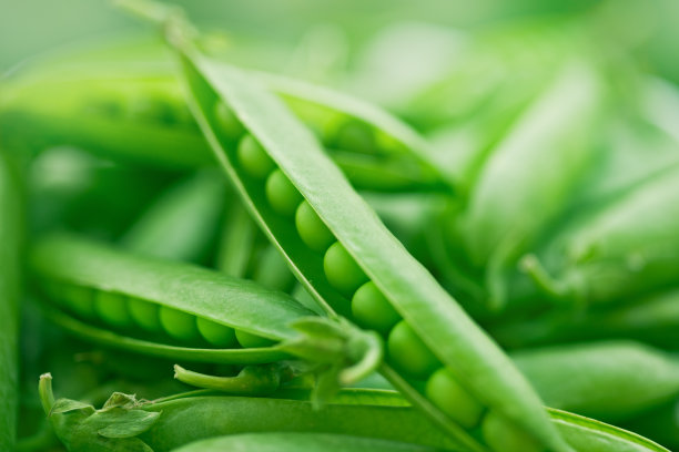 lathyrus
