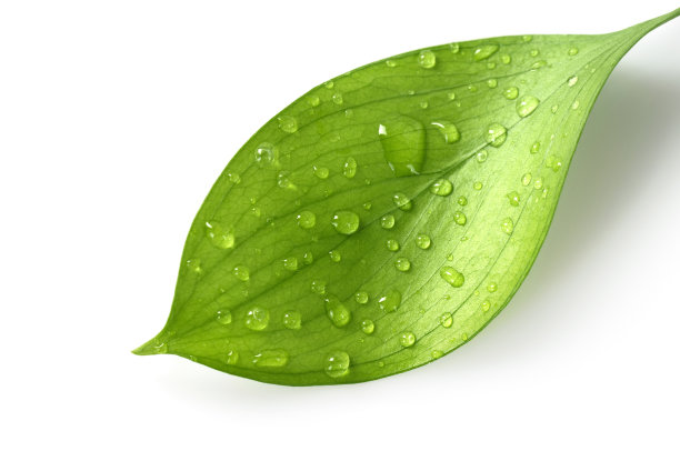 foliage