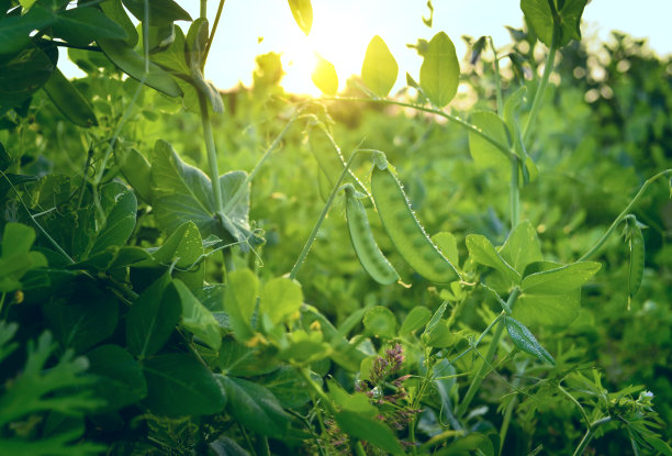 生长中的扁豆