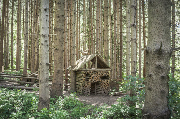 树林逆光小屋