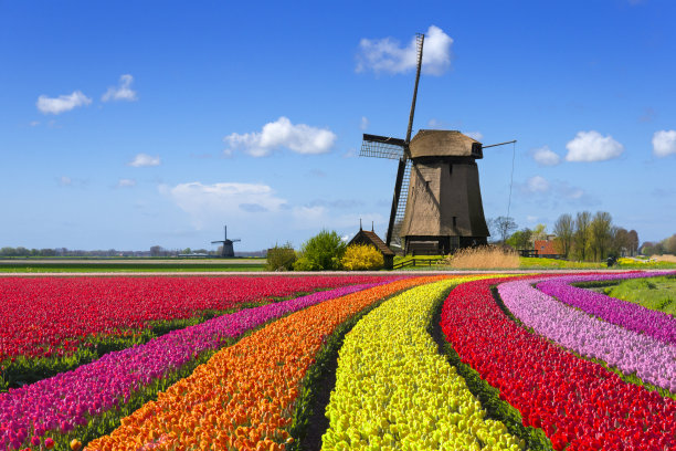 荷兰郁金香 风车