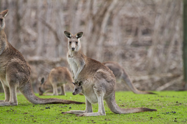 kangaroo