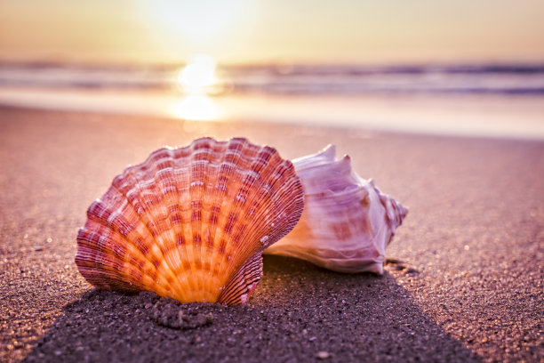 shells
