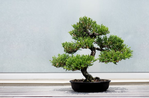 bonsai