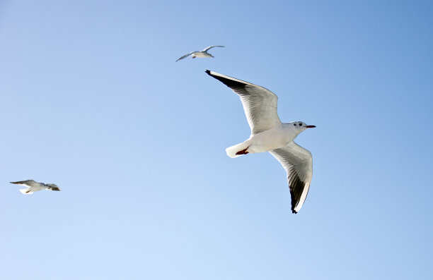 seagull