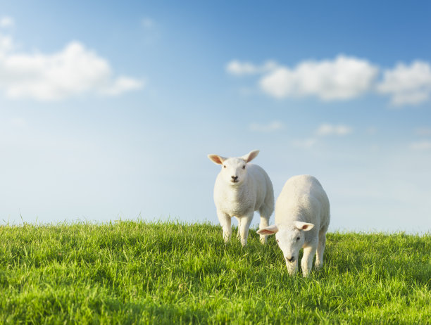lamb