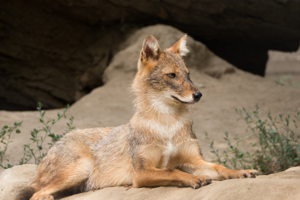 jackal