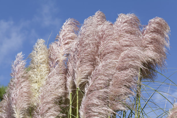 pampas