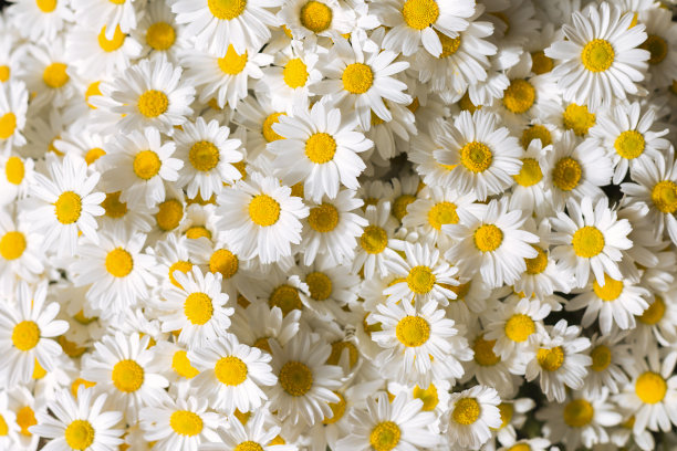 daisy