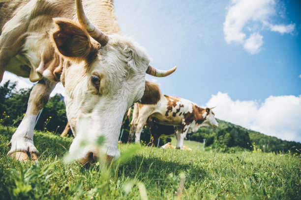 cow
