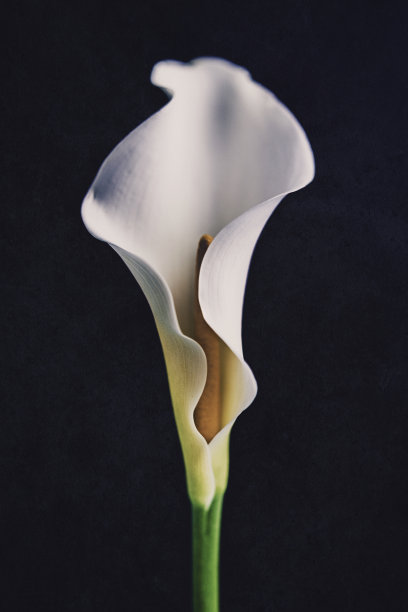zantedeschia