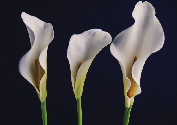 zantedeschia