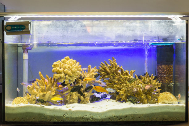 aquarium