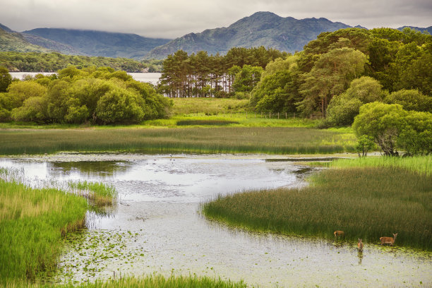 wetland