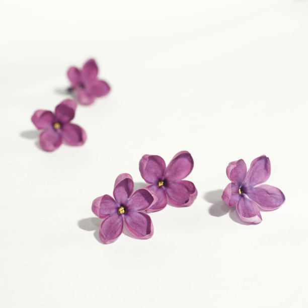 lilac