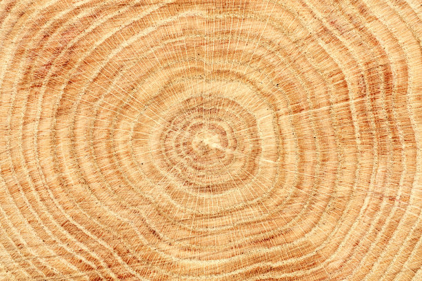 木材切面