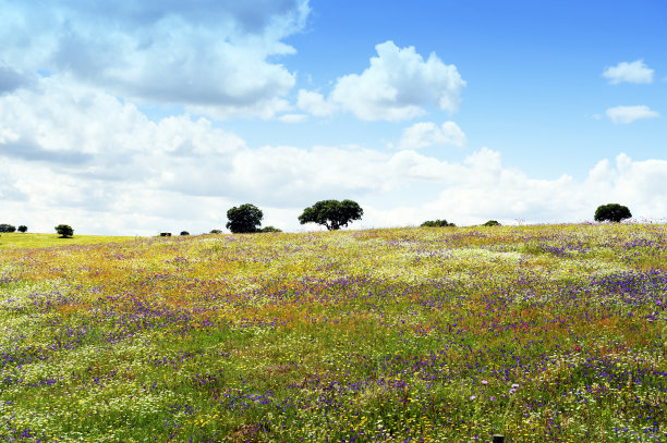 wildflower