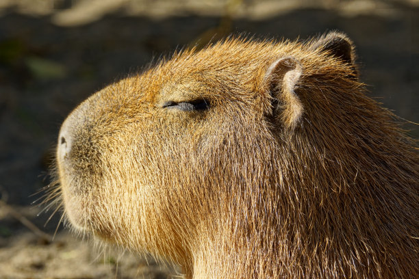 capybara