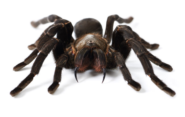 araneae