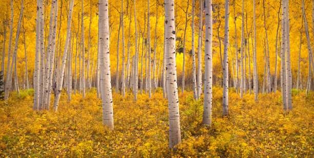 科罗拉多州黄色秋天